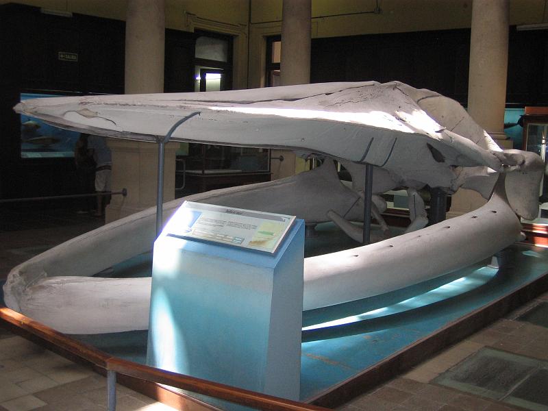 img_3588.jpg - La Plata, Museo di Scienze Naturali