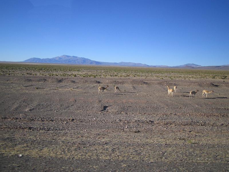 img_5518.jpg - La strada del Paso de Jama, da Salta a San pedro de Atacama
