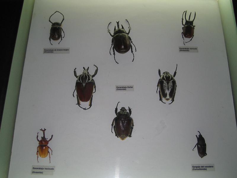 img_3589.jpg - La Plata, Museo di Scienze Naturali