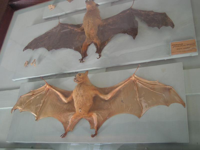 img_3594.jpg - La Plata, Museo di Scienze Naturali