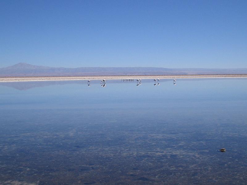 img_5343.jpg - Salar de Atacama, fenicotteri